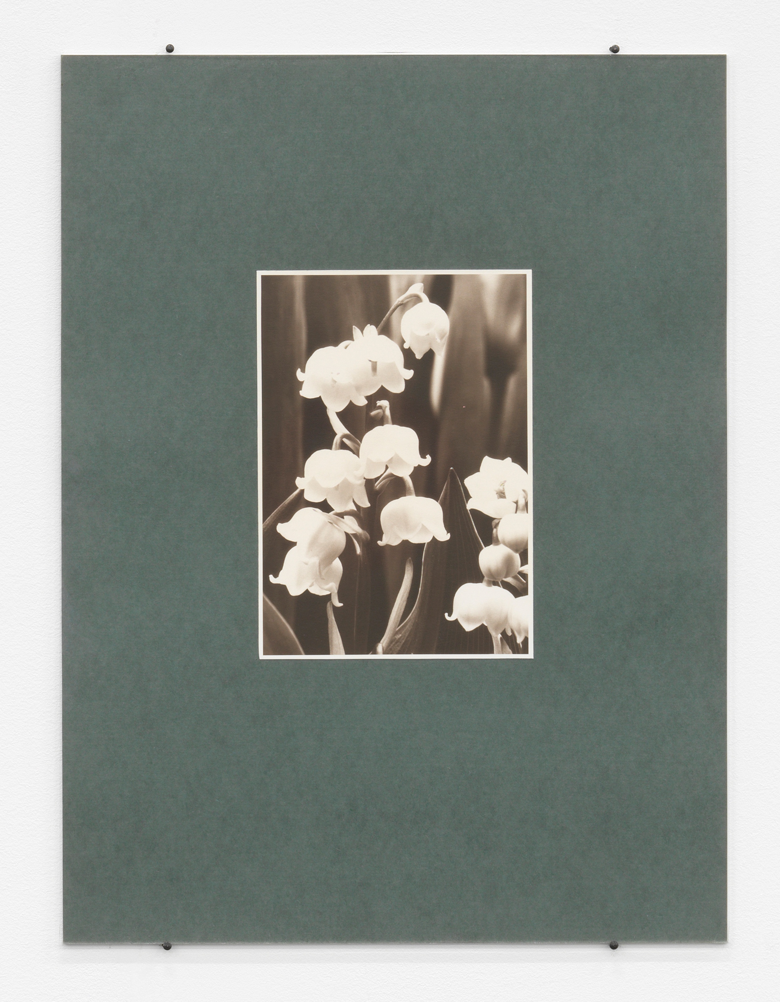 Albert Renger-PatzschConvallaria Maialis, May Flower, 1920sphotograph mounted on cardboard17.3 x 12.4 cm | 6 3/4 x 5 in