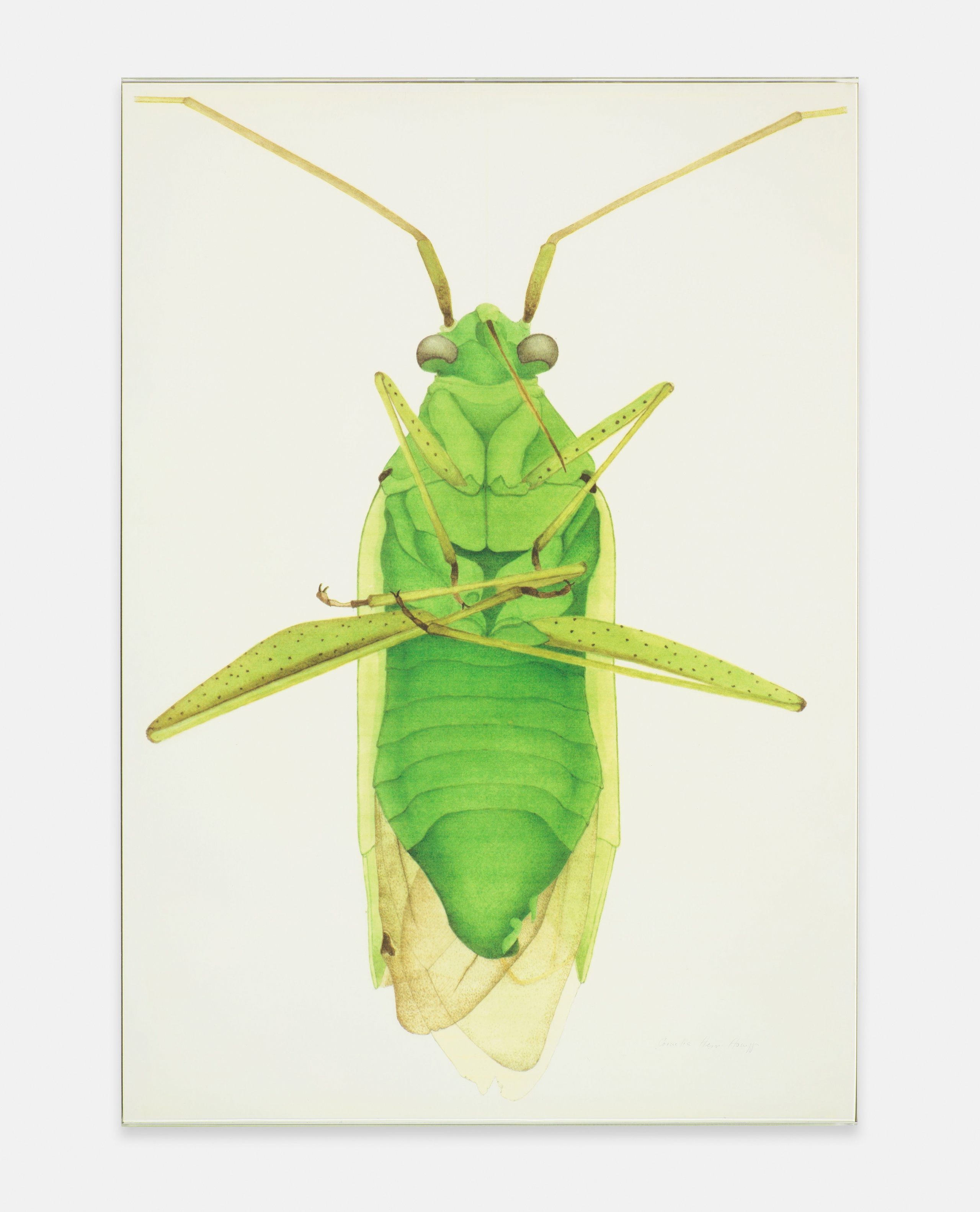 Cornelia Hesse-HoneggerSoft bug (Miridae) from Ponsonby, Great Britain, from the vicinity of the Sellafield nuclear processing plant, Great Britain, 1989/92archival inkjet print85 x 59.5 cm | 33 1/2 x 23 1/2 in