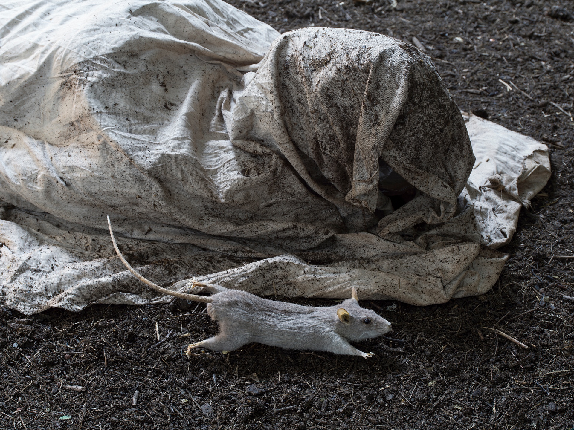 Puppies Puppies (Jade Guanaro Kuriki-Olivo)Plague (Detail), 2019Soil, mannequins, white cloth, latex mask, fabric cowl, taxidermy rats, photo wallpaper, video projection (color, no sound)